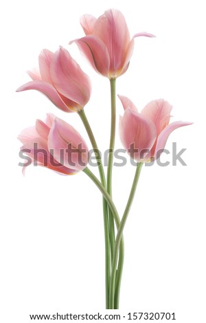 Studio Shot of Pink Colored Tulip Flowers Isolated on White Background Large Depth of Field DOF Macro National Flower of The Netherlands Turkey and Hungary Studio Shot of Pink Colored Tulip Flowers Isolated on White Background Large Depth of Field DOF Macro National Flower of The Netherlands Turkey and Hungary