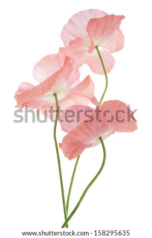 Studio Shot of Pink Colored Poppy Flowers Isolated on White Background Large Depth of Field DOF Macro Symbol of Sleep Oblivion and Imagination Studio Shot of Pink Colored Poppy Flowers Isolated on White Background Large Depth of Field DOF Macro Symbol of Sleep Oblivion and Imagination