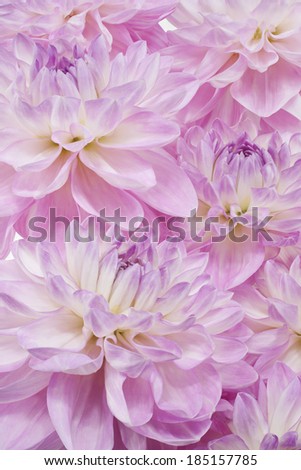 Studio Shot of Lilac Colored Dahlia Flowers Background. Large Depth of Field (DOF). Macro. Symbol of Elegance, Dignity and Good Taste.