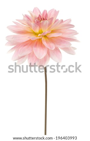 Studio Shot of Yellow and Pink Colored Dahlia Flower Isolated on White Background. Large Depth of Field (DOF). Symbol of Elegance,