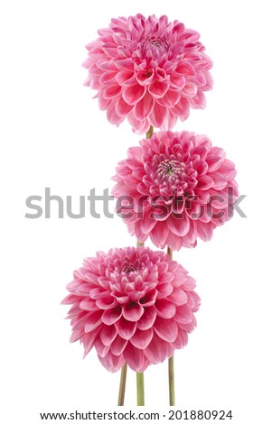Studio Shot of Pink Colored Dahlia Flowers Isolated on White Background. Large Depth of Field (DOF). Macro. Symbol of Elegance, Dignity and Good Taste.