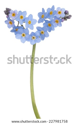 Studio Shot of Cyan Colored Forget-me-not Flower Isolated on White Background. Large Depth of Field (DOF). Macro.Symbol of True Love.