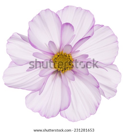 Studio Shot of Fuchsia and White Colored Cosmos Flower Isolated on White Background Large Depth of Field DOF Macro Studio Shot of Fuchsia and White Colored Cosmos Flower Isolated on White Background Large Depth of Field DOF Macro