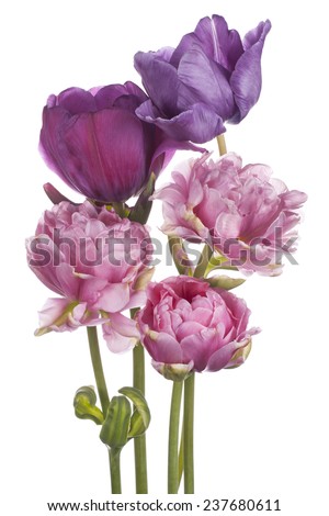 Studio Shot of  Multicolored Tulip Flowers Isolated on White Background. Large Depth of Field (DOF). Macro. National Flower of The Netherlands, Turkey and Hungary.