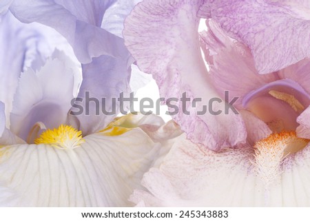 Studio Shot of Blue and Pink Colored Iris Flowers  Backgrounds. Macro. Emblem of France.