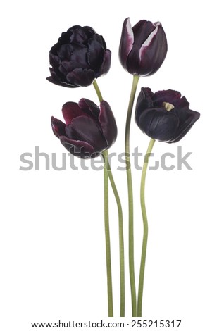 Studio Shot of Black Colored Tulip Flowers Isolated on White Background. Large Depth of Field (DOF). Macro. National Flower of The Netherlands, Turkey and Hungary.