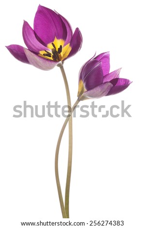 Studio Shot of Fuchsia Colored Tulip Flowers Isolated on White Background. Large Depth of Field (DOF). Macro. National Flower of The Netherlands, Turkey and Hungary.