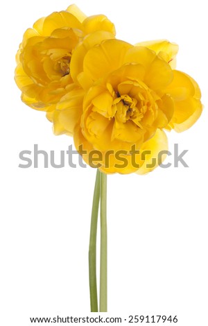Studio Shot of Yellow Colored Tulip Flowers Isolated on White Background. Large Depth of Field (DOF). Macro. National Flower of The Netherlands, Turkey and Hungary.