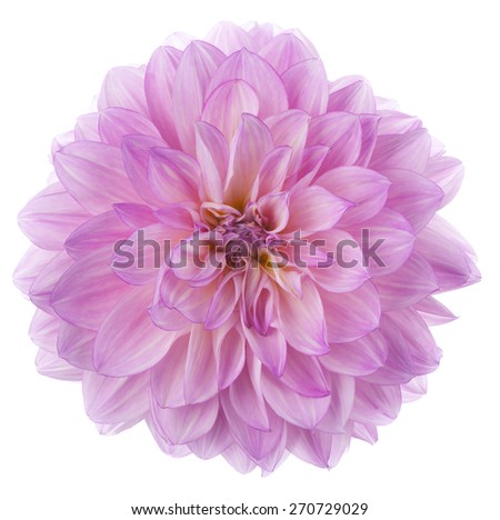 Studio Shot of Magenta Colored Dahlia Flower Isolated on White Background. Large Depth of Field (DOF). Macro. Symbol of Elegance, Dignity and Good Taste.