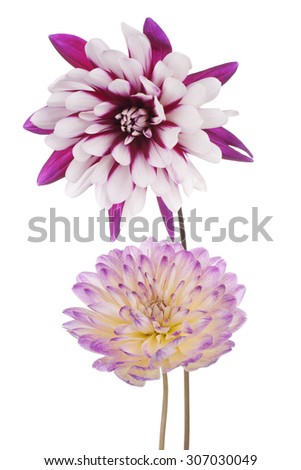 Studio Shot of Multicolored Dahlia Flowers Isolated on White Background. Large Depth of Field (DOF). Macro. Symbol of Elegance, Dignity and Good Taste.