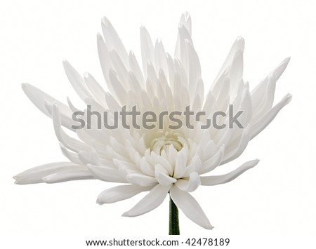 Studio Shot of White Chrysanthemum Isolated on White Background.
