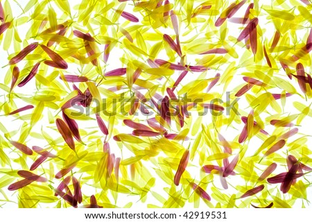 Yellow and Pale Red-violet Colored Chrysanthemum Petals on White Background.