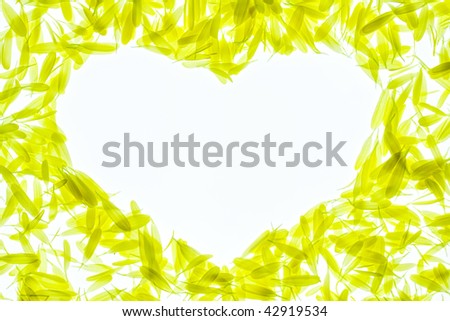 Heart Shape of Yellow Colored Chrysanthemum Petals on White Background.