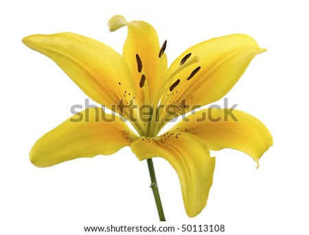 Studio Shot of Yellow and Orange Colored Lily Isolated on White Background. Large Depth of Field (DOF).