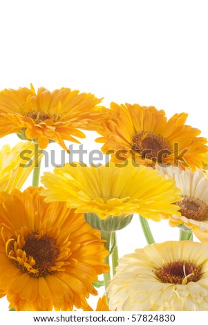 Yellow Cream Color