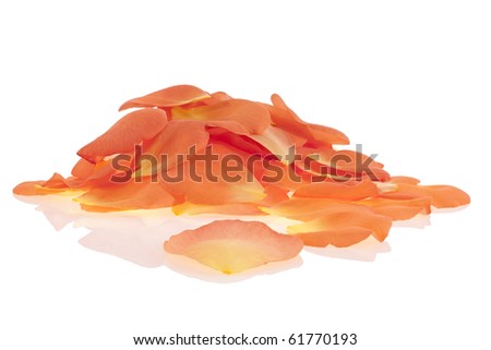 Studio Shot of Orange Colored Rose Petals Isolated on White Background. Large Depth of Field (DOF). Macro. Symbol of Love and Desire.