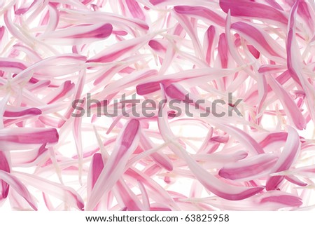 Studio Shot of White and Pink Colored China Aster Petals on White Background. Macro.