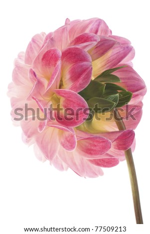 Studio Shot of  Magenta and White Colored Dahlia Isolated on White Background. Large Depth of Field (DOF). Macro. Symbol of Elegance, Dignity and Good Taste.