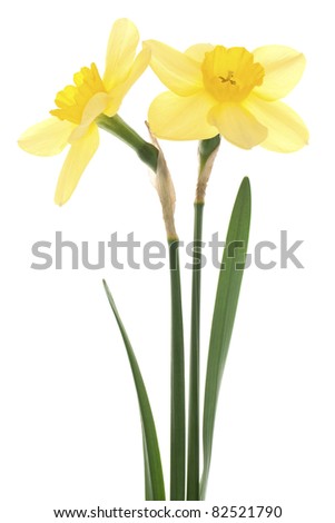 Different Colored Daffodils