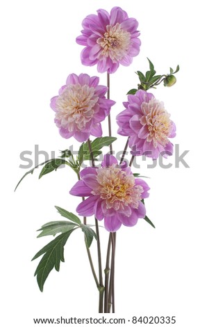 Studio Shot of Lilac Colored Dahlias Isolated on White Background. Large Depth of Field (DOF). Macro. Symbol of Elegance, Dignity and Good Taste.
