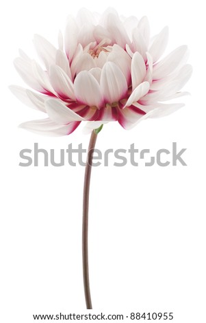 Studio Shot of White and Red Colored Dahlia Isolated on White Background. Large Depth of Field (DOF). Macro. Symbol of Elegance, Dignity and Good Taste.