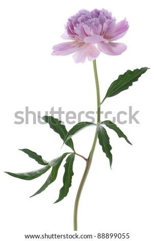 Studio Shot of  Pink  Colored Peony Isolated on White Background. Large Depth of Field (DOF). Macro.