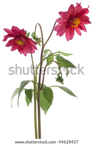Studio Shot of Red Colored Dahlia Flowers Isolated on White Background. Large Depth of Field (DOF). Macro. Symbol of Elegance, Dignity and Good Taste.