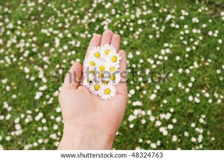 Field daisies in hand on the background of blurred green grass
