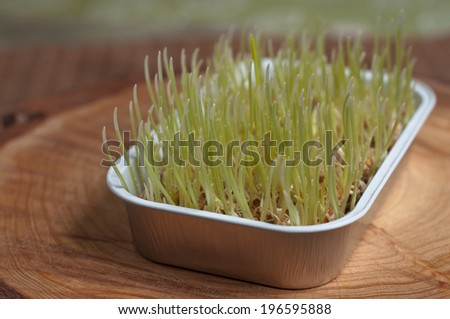 gorgeous green homemade wheatgrass growing up