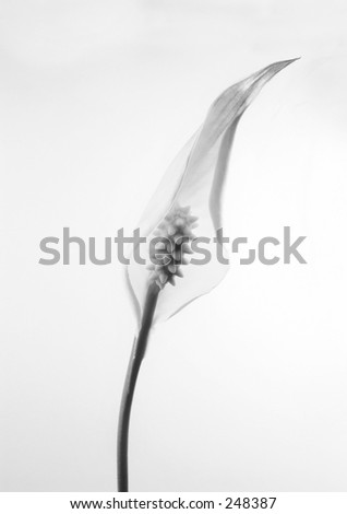 Spathiphyllum Chopin\
\
(Peace Lily) originates from South and Central America