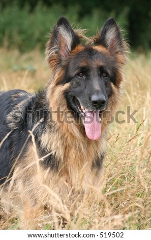 German shepherd alsatian dog