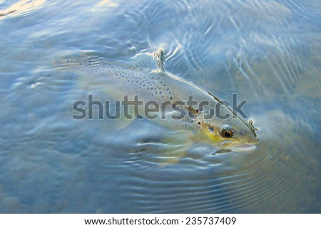 fly fishing for brown trout