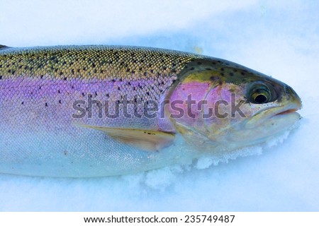 Idaho steelhead trout