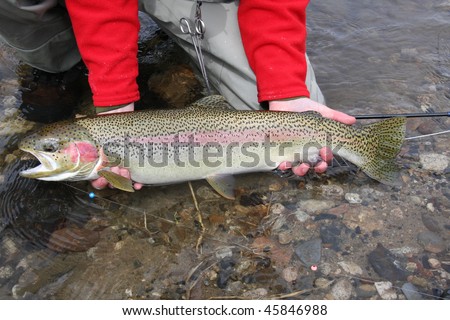 Idaho Steelhead trout