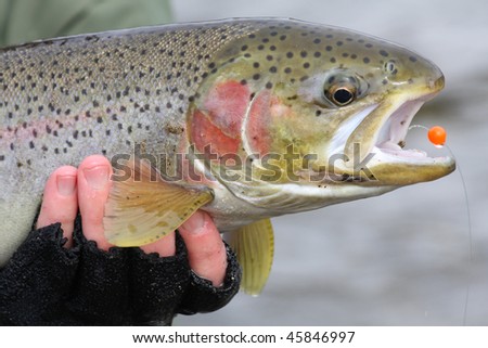 Catch and release steelhead trout