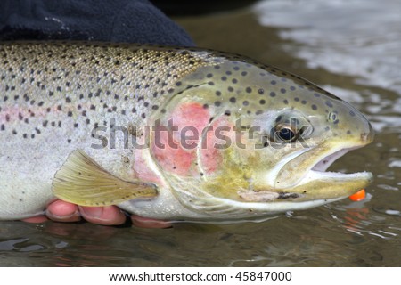 Steelhead trout caught on a fly rod.