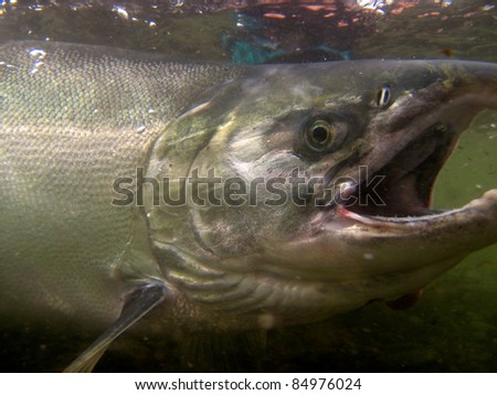 Underwater silver salmon