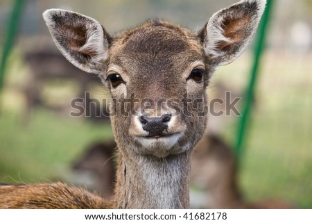 Cute deer in a farm