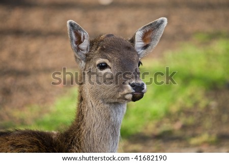 cute deer buck