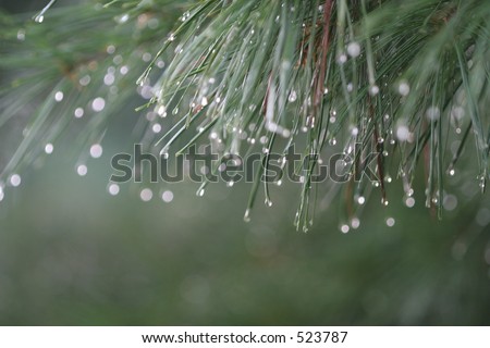 pine needle after rain