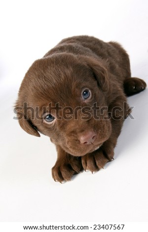Cute chocolate lab puppy