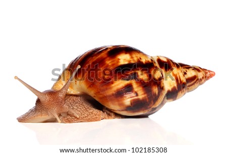 Giant African land snail Achatina posing on white background
