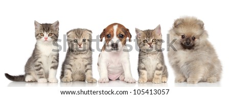 Group of kittens and puppies posing on a white background Group of kittens and puppies posing on a white background