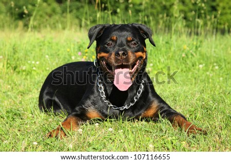 Adult Rottweiler dog lying on green grass