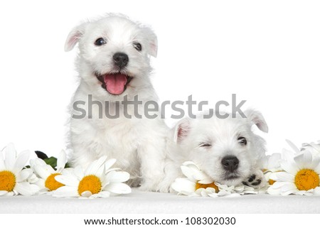 Happy dog puppies in daisies on a white background Happy dog puppies in daisies on a white background