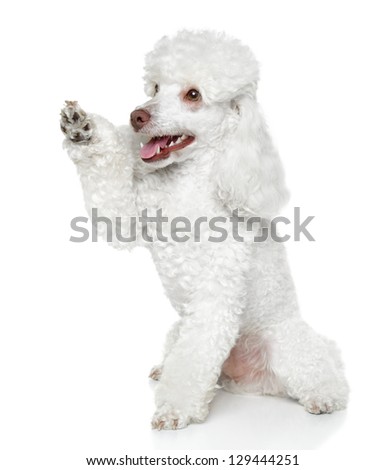 Toy Poodle Gives That A Paw On White Background