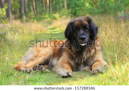 Leonberger dog resting on grass. Outdoor portrait