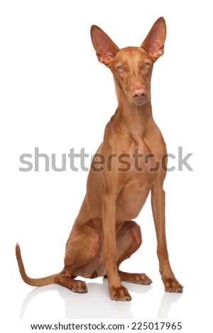 Pharaoh hound dog sits on white background