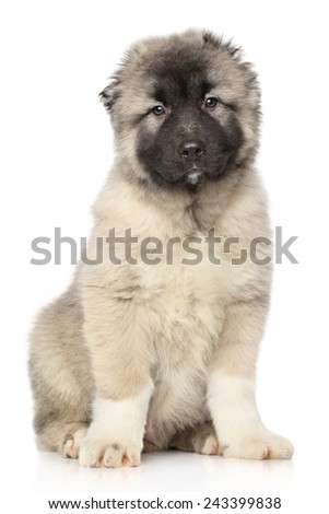 Central Asian Shepherd puppy 4 month posing in front of white background