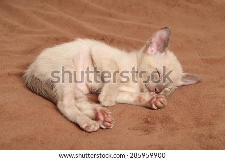 Oriental kitten sleep on brown blanket